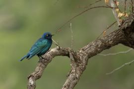 Błyszczak lśniący - Lamprotornis nitens - Cape Glossy Starling