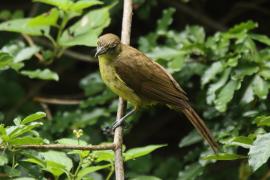 Żółtobrzuch okularowy - Chlorocichla flaviventris - Yellow-bellied Greenbul