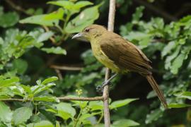 Żółtobrzuch okularowy - Chlorocichla flaviventris - Yellow-bellied Greenbul
