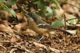 Dzierzyk rdzawobrzuchy - Laniarius ferrugineus - Southern Boubou