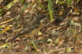 Dzierzyk rdzawobrzuchy - Laniarius ferrugineus - Southern Boubou