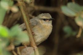 Sawanka długodzioba - Sylvietta rufescens - Long-billed Crombec