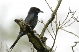 Dziwogon żałobny - Dicrurus adsimilis - Fork-tailed Drongo