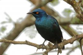 Błyszczak lśniący - Lamprotornis nitens - Cape Glossy Starling
