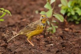 Szponnik żółtogardły - Macronyx croceus - Yellow-throated Longclaw