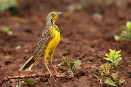 Szponnik żółtogardły - Macronyx croceus - Yellow-throated Longclaw
