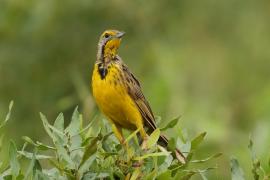 Szponnik żółtogardły - Macronyx croceus - Yellow-throated Longclaw