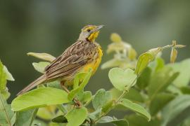 Szponnik żółtogardły - Macronyx croceus - Yellow-throated Longclaw