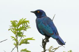 Błyszczak lśniący - Lamprotornis nitens - Cape Glossy Starling