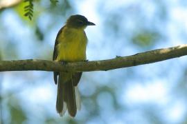 Żółtobrzuch okularowy - Chlorocichla flaviventris - Yellow-bellied Greenbul