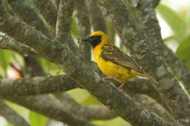Wikłacz zmienny - Ploceus cucullatus - Village Weaver
