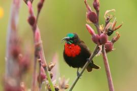 Nektarnik szkarłatny - Chalcomitra senegalensis - Scarlet-chested Sunbird