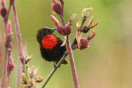 Nektarnik szkarłatny - Chalcomitra senegalensis - Scarlet-chested Sunbird