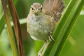 Trzciniak jasnobrewy - Acrocephalus gracilirostris - Lesser Swamp Warbler