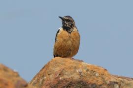 Kląskawka afrykańska - Saxicola torquatus - African Stonechat