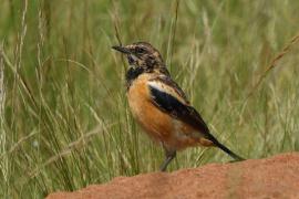 Kląskawka afrykańska - Saxicola torquatus - African Stonechat
