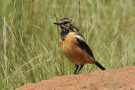 Kląskawka afrykańska - Saxicola torquatus - African Stonechat