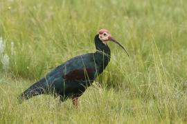 Ibis łysy - Geronticus calvus - Southern Bald Ibis