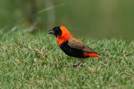 Wikłacz ognisty - Euplectes orix - Southern Red Bishop
