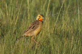Szponnik rudobrewy - Macronyx capensis - Cape Longclaw