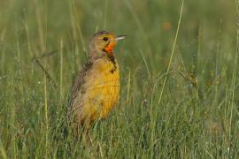 Szponnik rudobrewy - Macronyx capensis - Cape Longclaw
