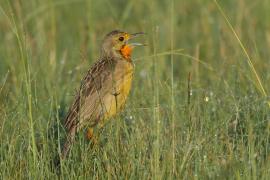 Szponnik rudobrewy - Macronyx capensis - Cape Longclaw
