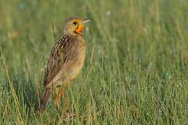 Szponnik rudobrewy - Macronyx capensis - Cape Longclaw