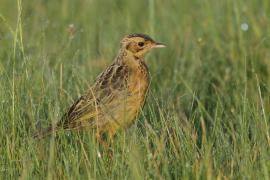 Szponnik rudobrewy - Macronyx capensis - Cape Longclaw