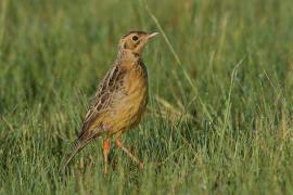 Szponnik rudobrewy - Macronyx capensis - Cape Longclaw