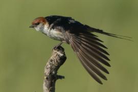 Jaskółka kreskowana - Cecropis cucullata - Greater Striped Swallow
