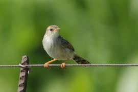 Chwastówka zielna - Cisticola tinniens - Levaillant's Cisticola