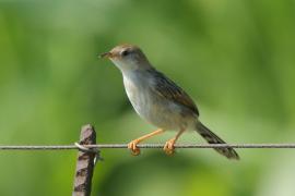 Chwastówka zielna - Cisticola tinniens - Levaillant's Cisticola