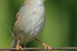 Chwastówka zielna - Cisticola tinniens - Levaillant's Cisticola