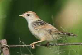 Chwastówka zielna - Cisticola tinniens - Levaillant's Cisticola