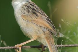 Chwastówka zielna - Cisticola tinniens - Levaillant's Cisticola