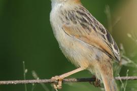 Chwastówka zielna - Cisticola tinniens - Levaillant's Cisticola