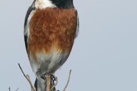 Kląskawka afrykańska - Saxicola torquatus - African Stonechat