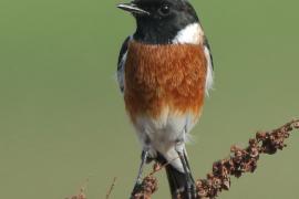 Kląskawka afrykańska - Saxicola torquatus - African Stonechat