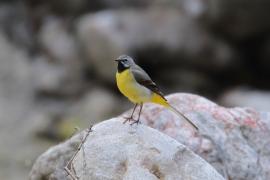 Pliszka górska - Motacilla cinerea - Grey Wagtail