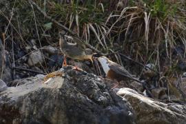 Pluszcz - Cinclus cinclus - White-throated Dipper