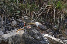 Pluszcz - Cinclus cinclus - White-throated Dipper
