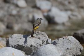 Pliszka górska - Motacilla cinerea - Grey Wagtail