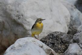 Pliszka górska - Motacilla cinerea - Grey Wagtail