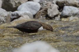 Pluszcz - Cinclus cinclus - White-throated Dipper