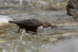 Pluszcz - Cinclus cinclus - White-throated Dipper