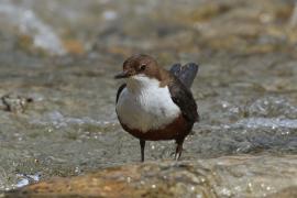 Pluszcz - Cinclus cinclus - White-throated Dipper