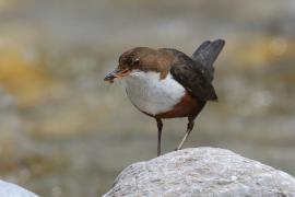 Pluszcz - Cinclus cinclus - White-throated Dipper