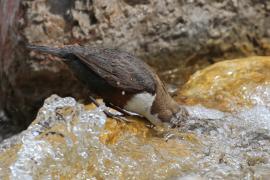 Pluszcz - Cinclus cinclus - White-throated Dipper