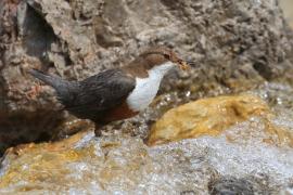 Pluszcz - Cinclus cinclus - White-throated Dipper