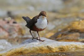Pluszcz - Cinclus cinclus - White-throated Dipper